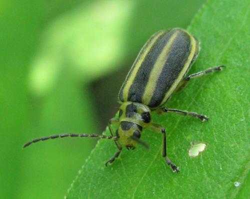 Trirhabda sp.