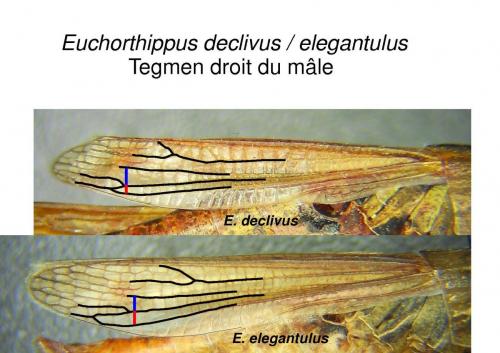 Euchorthippus divers