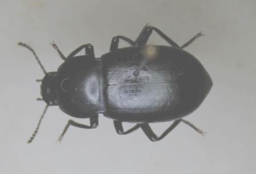 Réf. 79 700 : Coelometopus sp.