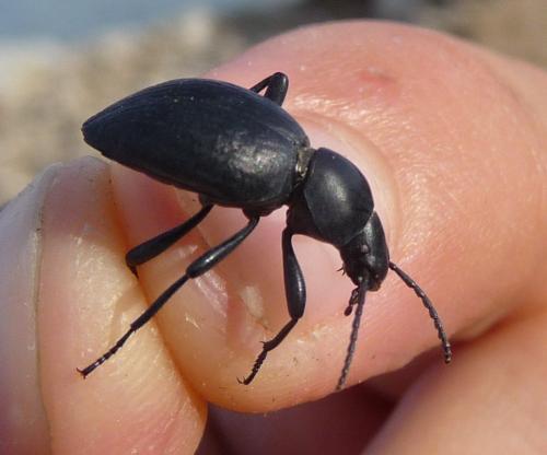 Tentyria sp.