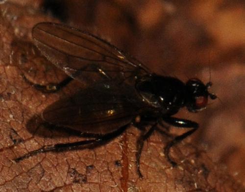 Réf. 79 793 : Crumomyia sp.