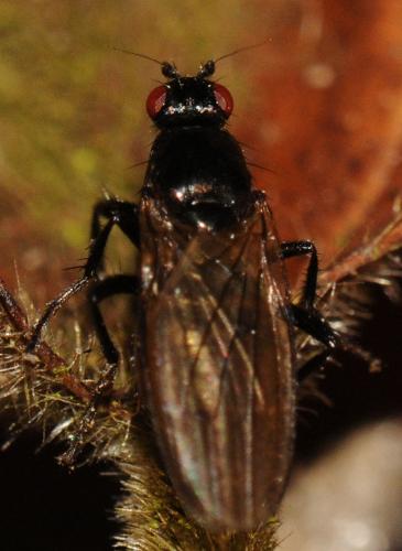 Réf. 79 794 : Crumomyia sp.