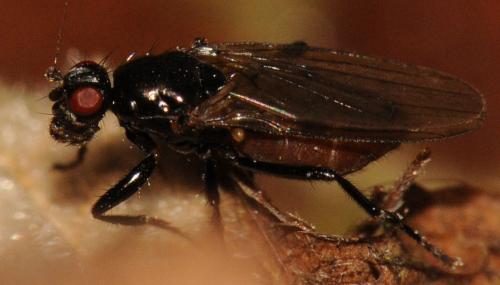 Réf. 79 795 : Crumomyia sp.