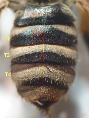 Réf. 79 624 : Tetraloniella alticincta