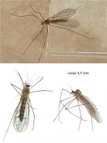 Trichocera annulata
