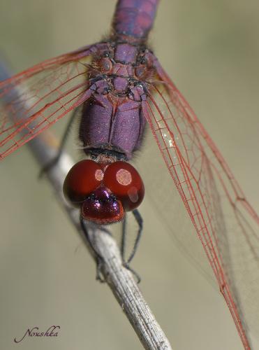 Trithemis annulata