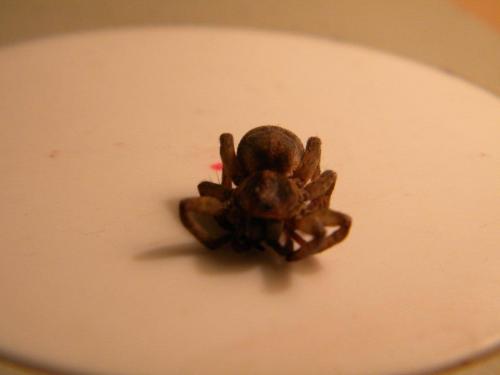 Trochosa sp.