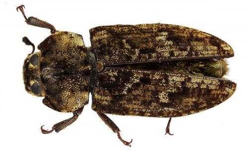 Réf. 79 455 : Gymnocheilis sp.