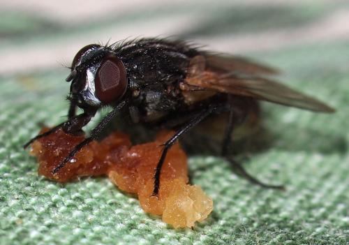 Musca domestica