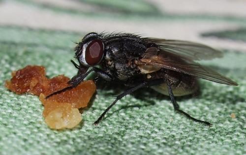 Réf. 79 477 : Musca domestica