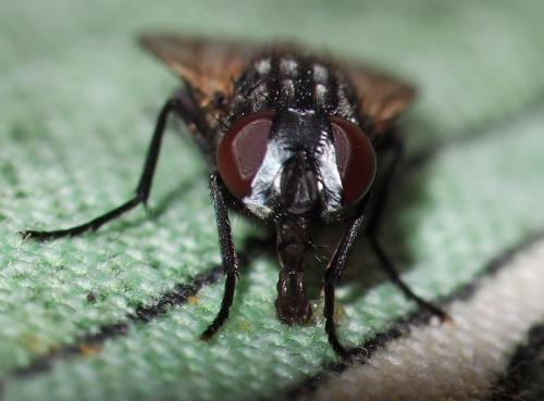 Musca domestica