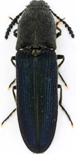 Réf. 79 242 : Limoniscus violaceus