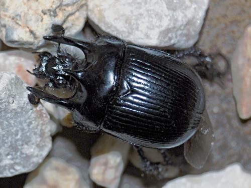 Réf. 79 436 : Typhaeus typhoeus