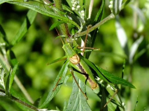 Leptophyes laticauda