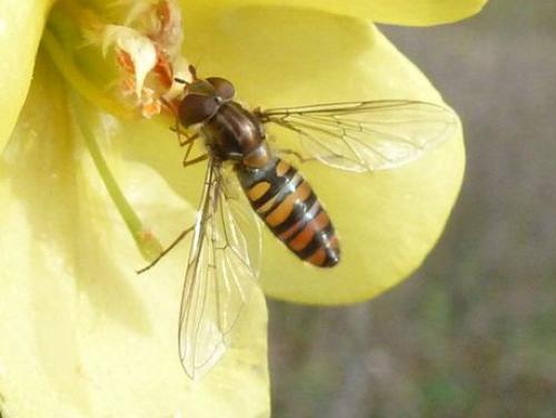 Episyrphus balteatus