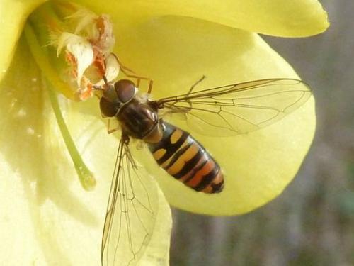 Episyrphus balteatus