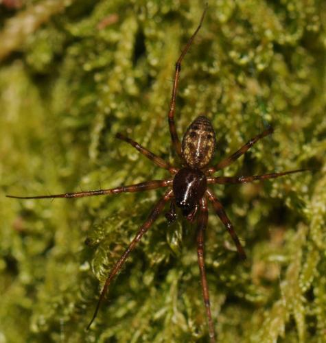 Réf. 79 562 : Lepthyphantes minutus