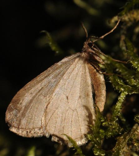 Operophtera brumata