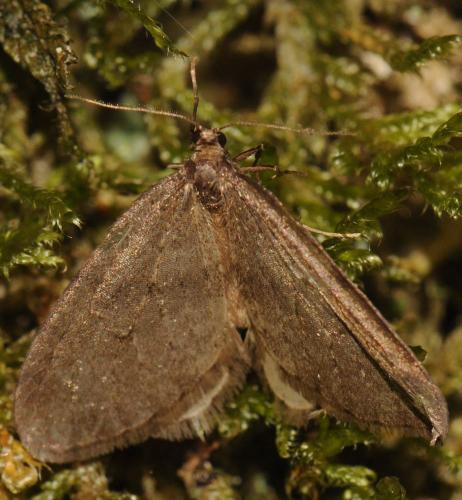 Operophtera brumata
