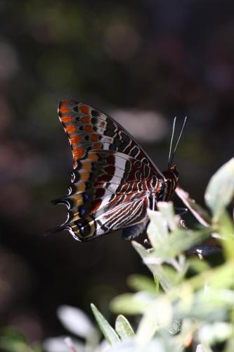 Charaxes jasius