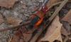 79787 – Photo : Michalke Friedrich – Sénégal