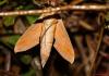79427 – Photo : Sébastien Cally – Madagascar
