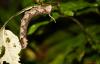 79327 – Photo : Sébastien Cally – Madagascar