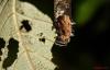 79328 – Photo : Sébastien Cally – Madagascar