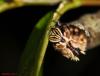 79329 – Photo : Sébastien Cally – Madagascar