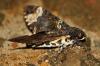 79282 – Photo : Sébastien Cally – Madagascar
