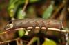79376 – Photo : Sébastien Cally – Madagascar