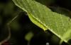 79373 – Photo : Sébastien Cally – Madagascar