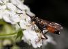 79051 – Photo : Mats Carnmarker – Suède