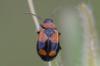 79991 – Photo : Jean-Pierre FAVRETTO – France (30)
