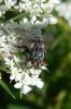 79834 – Photo : Nicolas Alric – France (05)