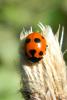 79428 – Photo : Nicolas Alric – France (05)