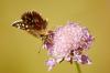 79005 – Photo : Juliane Casquet – France (12)