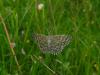 79741 – Photo : Daniel INGREMEAU – France (65)