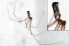 Pholcus phalangioides