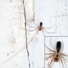 Pholcus phalangioides