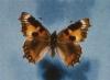 79442 – Photo : OCIS – France (80)