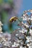 79966 – Photo : C.gager – France (49)