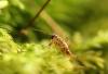 79368 – Photo : Pierre Tillier – France (95)