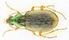 79956 – Photo : Cédric Alonso – France (66)