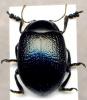 79746 – Photo : Carabus – Grèce
