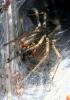 79910 – Photo : Gerard VIGO – France (60)
