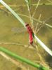 79317 – Photo : Noushka – France (31)