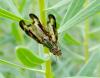 79135 – Photo : jean louis Besson – France (06)