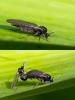 79803 – Photo : Eugène Vandebeulque – France (45)