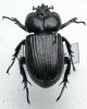 79698 – Photo : OCIS – Brésil